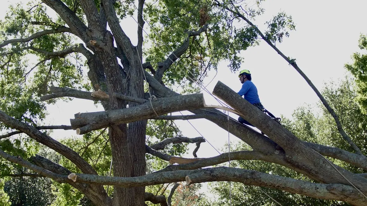 Professional Hazardous Tree Removal performed by certified arborists in San Fernando