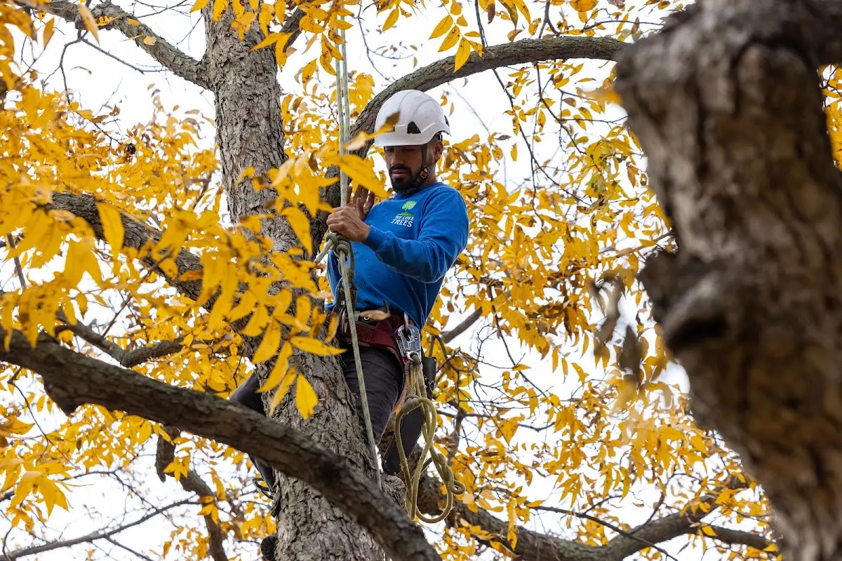 Skilled Tree Transplanting crew working in San Fernando